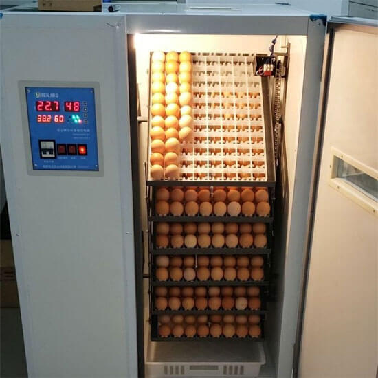 1000 egg hatching machine price 