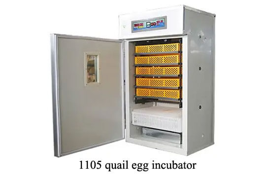 1105 quail egg incubator 