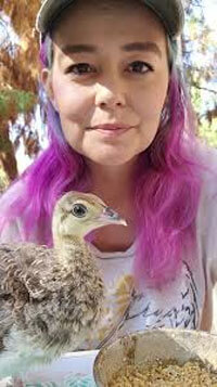 A family peacock breeding enthusiast from Brazil