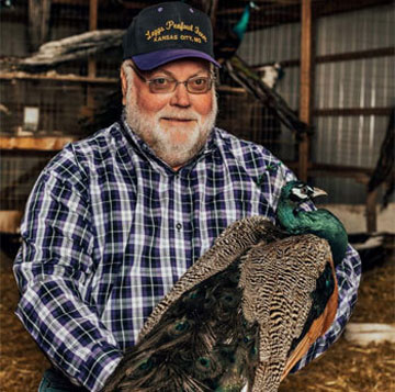 A large peacock breeding farm in the United States