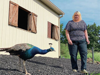 A medium-sized peacock breeding farm in South Africa