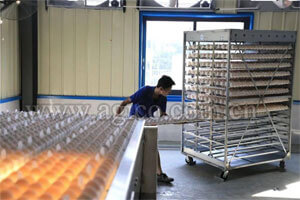 AGICO commercial duck egg incubator project