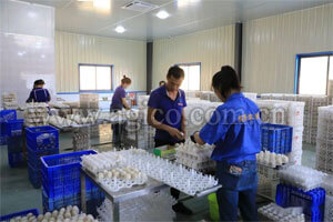 AGICO commercial duck egg incubator project