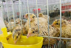 AGICO quail cage 