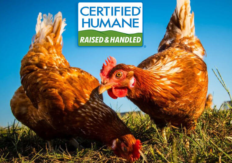 The Aviary System Complies with International Cage-free Poultry Standards