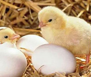 Brooding in commercial chicken egg incubator