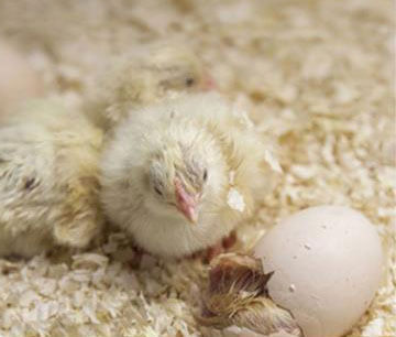 Chicks hatched in commercial chicken incubator 