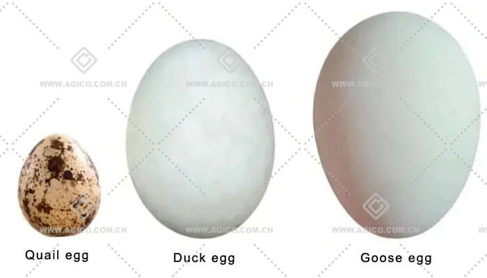 Differences in Incubating Quail Duck and Goose Eggs 