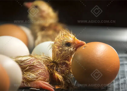 How to Choose Egg Incubator Suitable for Your Breeding Scale