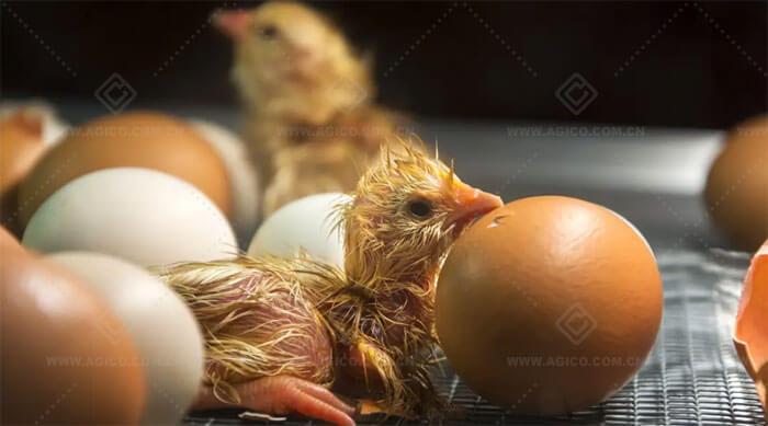 How to Choose Egg Incubator Suitable for Your Breeding Scale