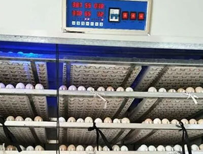 Internal structure of pigeon egg incubator 