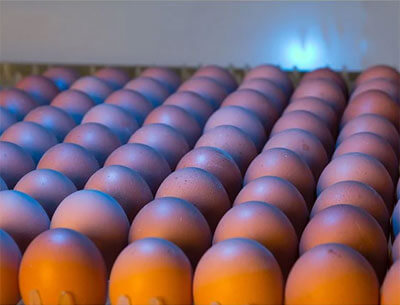 Internal structure of pigeon egg incubator 