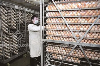 Large scale incubation farm 