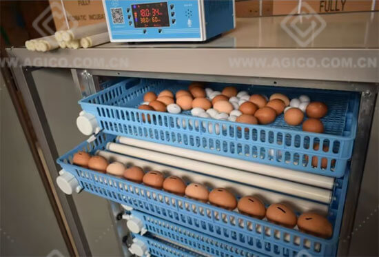 Peacock Egg Incubator for Sale