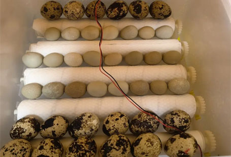 Quail eggs in the incubator 