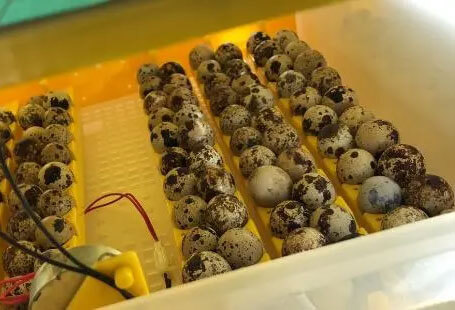 Quail eggs in the incubator 