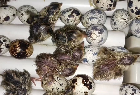 Quail eggs in The incubator