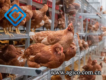 cage-free aviary system in poultry housing 