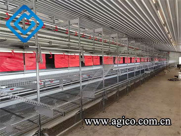 cage-free aviary system in poultry housing 