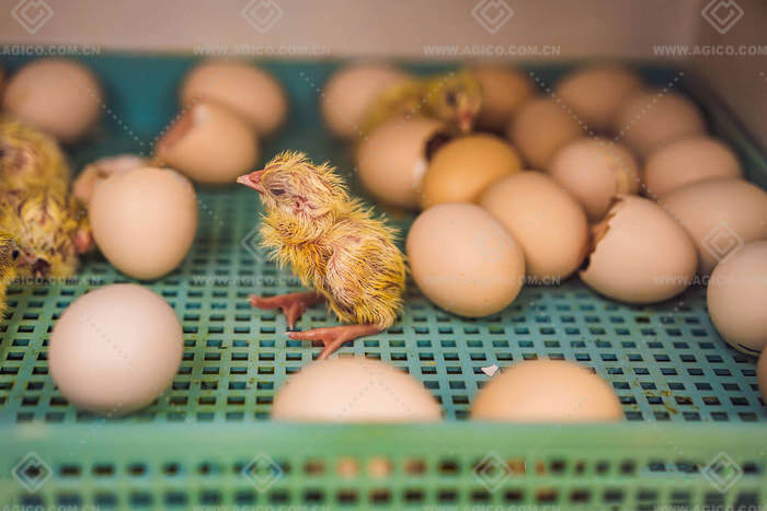 Buy Manual or Full Automated Incubators for Hatching Eggs