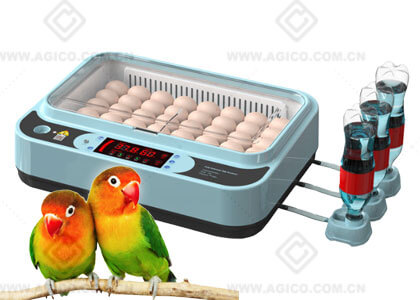 Parrot Egg Incubator