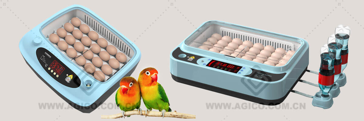 parrot egg incubator 