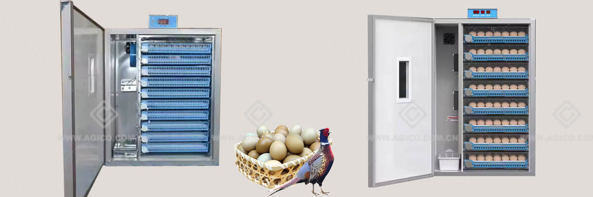 pheasant incubator 