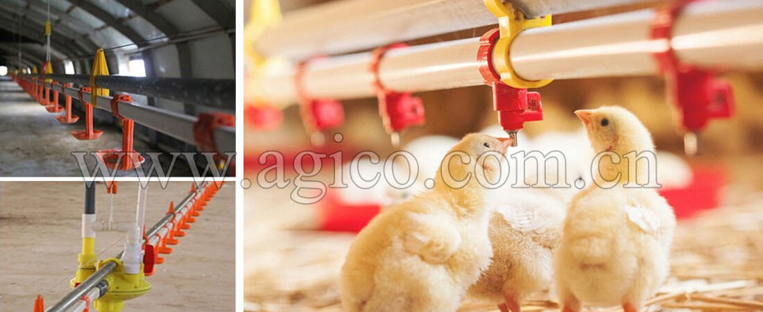 https://www.agico.com.cn/uploads/allimg/poultry-automatic-drinker-system-pic.jpg