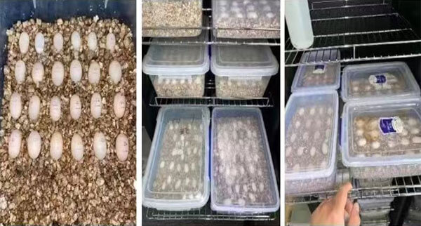 tortoise eggs in incubator 