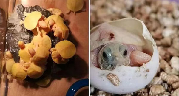 types of turtles hatch from turtle egg incubators 